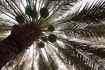 Some ripe dates on palm tree with green leaves