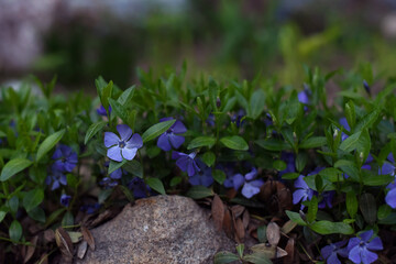 Flowers in the spring forest. Vinca major (bigleaf periwinkle, large periwinkle, greater periwinkle, blue periwinkle) flower, green leaves background, close up detail.