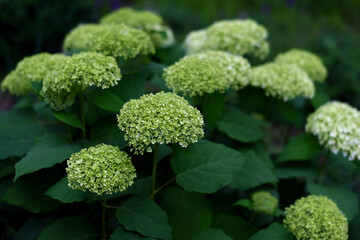 Hortensia flower, Hydrangea macrophylla. Beautiful bush of hydrangea flowers in a garden. A bunch of Hydrangea bloomed