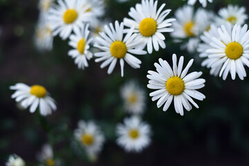 Beautiful chamomile bloom in the garden
