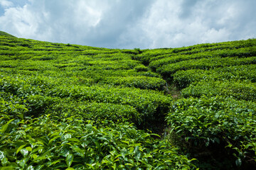 Fototapeta na wymiar The path through tea plantation
