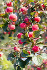 Lots of ripe red apples on a tree branch in the orchard. Apple harvest, vertical
