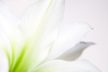 Abstract white floral background, soft focus. White and green petals on a light background, closeup, selective focus.
