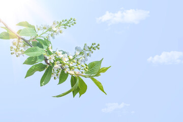 Floral spring background of blossoming bird cherry branch in spring outdoors. Delicate spring floral background with copy space