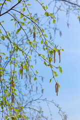 Birch branch with young leaves and catkins against the blue sky, vertical. Spring background.