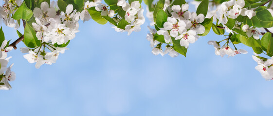 Border of a branch of blooming white flowers with soft focus against a gentle blue sky. Beautiful flower image of spring nature banner. Blooming pear branches close-up against the blue sky.