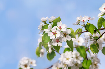 Branches of blooming white flowers with soft focus on a gentle blue sky background. Beautiful floral image of spring nature. Blooming pear branches close-up against the blue sky.