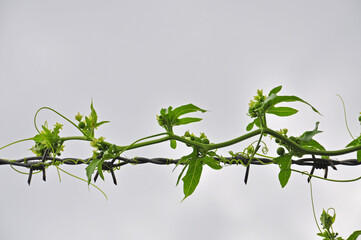 green branch prevails over barbed wire