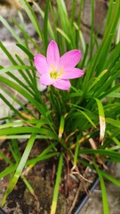 spring flower in the garden