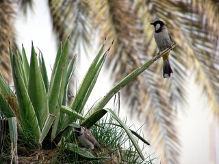 A bird standing on a cactus leaf with palm tree leaves in the background