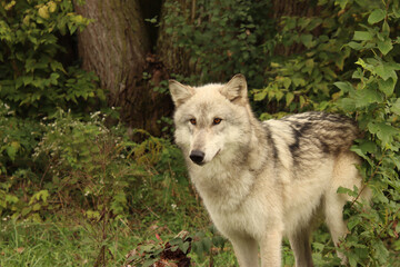 Grey Wolf Coming Out of the Trees