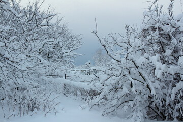 early in the morning in the garden after a heavy night snowfall