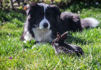 Border Collie dog takes care of the bunny in the green grass