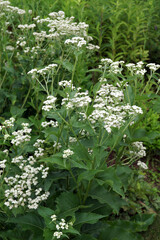 The native perennial wildflower commonly known as wild quinine or American feverfew (Parthenium...