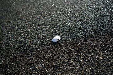 shell 貝殻