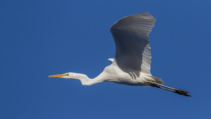 Silberreiher (Casmerodius albus)