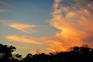 sunset in the forest