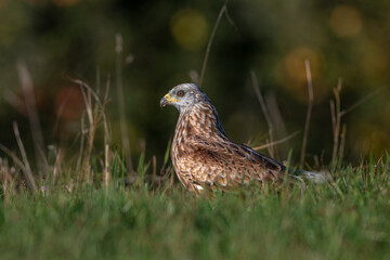 Rotmilan (Milvus milvus)