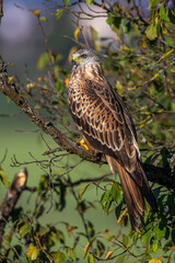 Rotmilan (Milvus milvus)