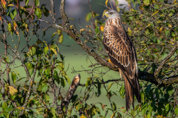 Rotmilan (Milvus milvus)