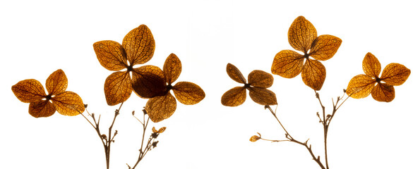 dry flowers hydrangea close up in the detail isolated on a white background