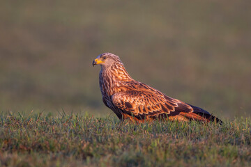 Rotmilan (Milvus milvus)