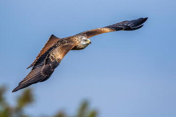 Rotmilan (Milvus milvus)