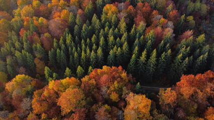 Drohnenaufnahme von herbstlichem Michwald