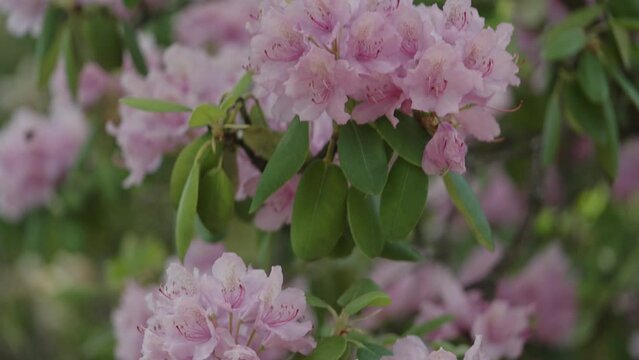 Slow motion pink azalea flowers in a garden