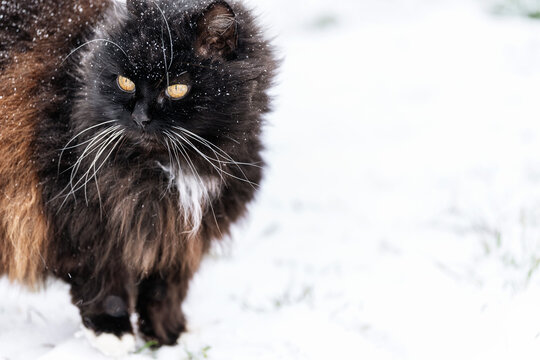 Close-up black cat at winter time