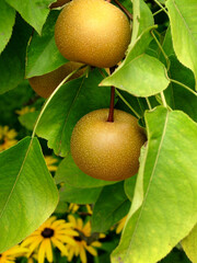 Vertical image of several ripening Asian pear fruits growing on a tree underplanted with orange coneflower (Rudbeckia fulgida) in a garden setting