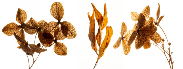 dry flowers hydrangea close up in the detail isolated on a white background