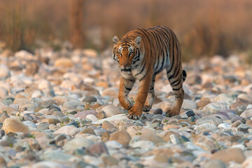 A tigress walks on white stone riverbed of Ramganga on a winter morning at Corbett National Park,...