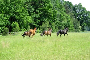 happy horses in the field grazing
