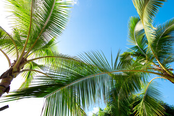 Obraz premium パームツリーと青空