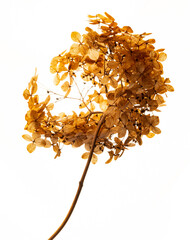 dry flowers hydrangea close up in the detail isolated on a white background