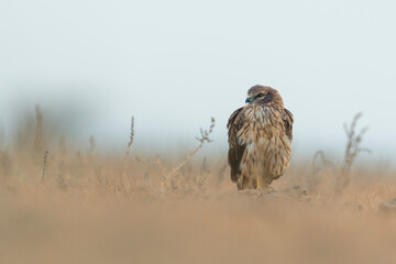 Ground level portrait of a Montagu`s harrier at Little Rann of Kutch, Gujarat, India with foreground blur - obrazy, fototapety, plakaty