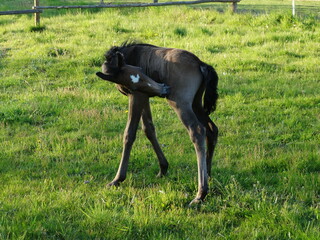 foal, foal and mare
