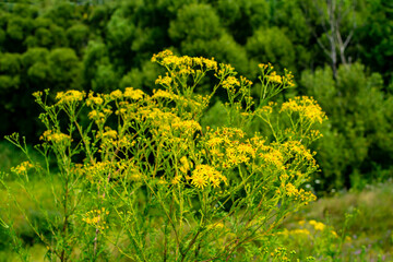 Yellow wild flowers on a background of dark trees.