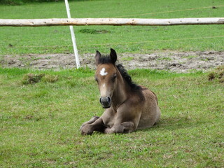 foal