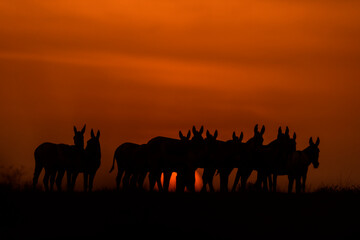 A group of Indian wild ass at sunset