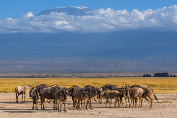 Fototapeta na wymiar Wildebeest herd against the backdrop of Kilimanjaro at Amboseli National Park, Kenya