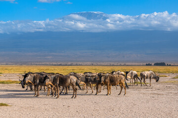 Fototapeta na wymiar Wildebeest herd against the backdrop of Kilimanjaro at Amboseli National Park, Kenya