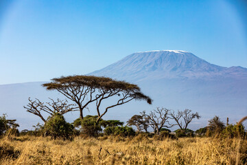 KENYA - AUGUST 16, 2018: Mt Kilimanjaro behind acacia in Amboseli National Park
