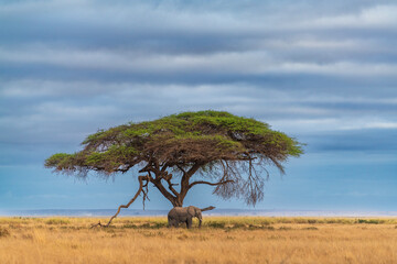 An African savanna elephant rests under a tree at Amboseli National Park, Kenya