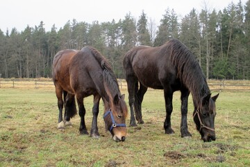 two horses in winter, winter coat, hairy