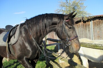 black horse portrait, bridle, black beauty