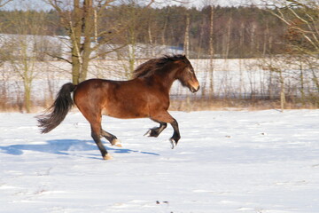 welsh cob in the snow, horse in the snow