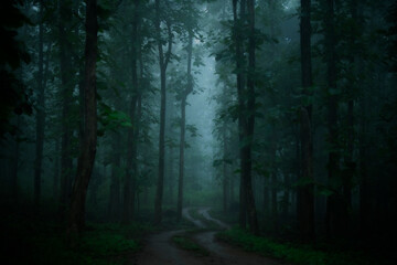 Misty Sal forests on a monsoon morning at Khursapar range, Pench National Park, India