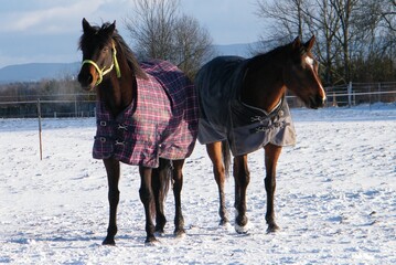 horses in the field in the winter, snow